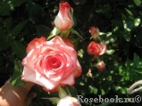 Blush Blush