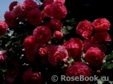 Rosarium Uetersen Rosarium Uetersen