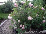A Shropshire Lad A Shropshire Lad