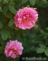 Therese Bugnet Therese Bugnet