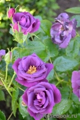 Rhapsody in Blue Rhapsody in Blue