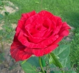 Red Intuition Red Intuition