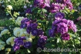 Rhapsody in Blue Rhapsody in Blue