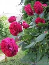 Falstaff® Falstaff®