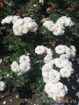 Alabaster Alabaster