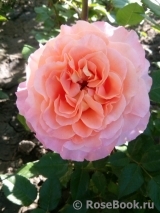 Augusta Luise Augusta Luise