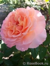 Augusta Luise Augusta Luise