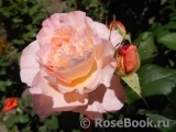 Augusta Luise Augusta Luise