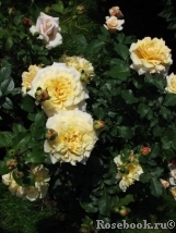 Caramella Caramella