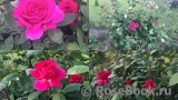 ОПРЕДЕЛИТЕЛЬ ОПРЕДЕЛИТЕЛЬ