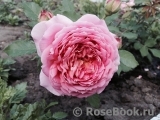 Jubilee Celebration® Jubilee Celebration®