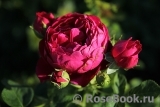 Ascot Ascot