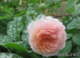 A Shropshire Lad A Shropshire Lad