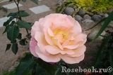 Rosemary Harkness Rosemary Harkness