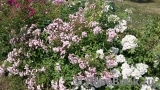 Heavenly Pink Heavenly Pink