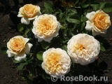 English Garden® English Garden®