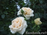 Lions Rose Lions Rose