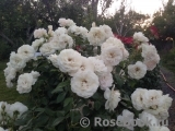 Lions Rose Lions Rose