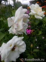 Schneewittchen Schneewittchen