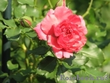 Rosarium Uetersen Rosarium Uetersen