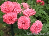 Rosarium Uetersen Rosarium Uetersen