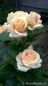 Peach Avalanche+ Peach Avalanche+