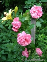 Rosarium Uetersen Rosarium Uetersen