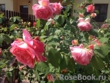 Abraham Darby Abraham Darby