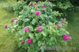 Rose de Rescht Rose de Rescht