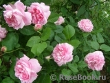 Mary Rose Mary Rose