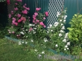 Perennial Blush