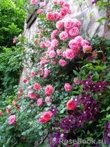 Rosarium Uetersen Rosarium Uetersen