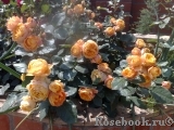 Baby Romantica 