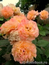 Augusta Luise Augusta Luise