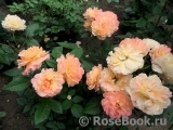 Augusta Luise Augusta Luise