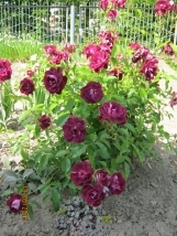 Burgundy Ice Burgundy Ice