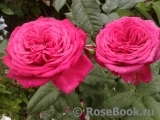 Johann Wolfgang von Goethe Rose® Johann Wolfgang von Goethe Rose®