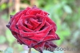 Black Baccara Black Baccara
