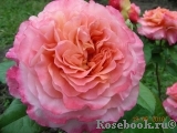 Augusta Luise Augusta Luise