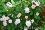 Brise Parfum Brise Parfum