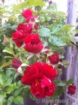 Rose de Fleurie ® Rose de Fleurie ®