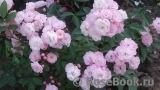 Heavenly Pink Heavenly Pink