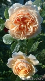 Crown Princess Margareta® Crown Princess Margareta®