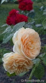 Crown Princess Margareta® Crown Princess Margareta®