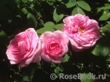 Gertrude Jekyll Gertrude Jekyll