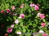 Gertrude Jekyll Gertrude Jekyll