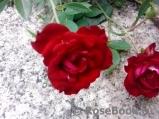 Red Cascade Red Cascade