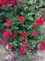 Red Cascade Red Cascade