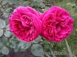 Falstaff® Falstaff®