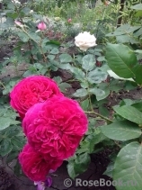 Falstaff® Falstaff®